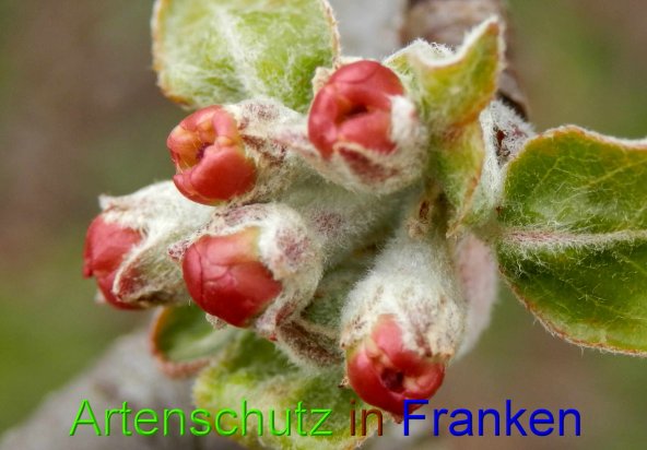 Copyright AiS- Albert Meier Bild zum Eintrag (45867-160)