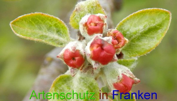 Copyright AiS- Albert Meier Bild zum Eintrag (45868-160)