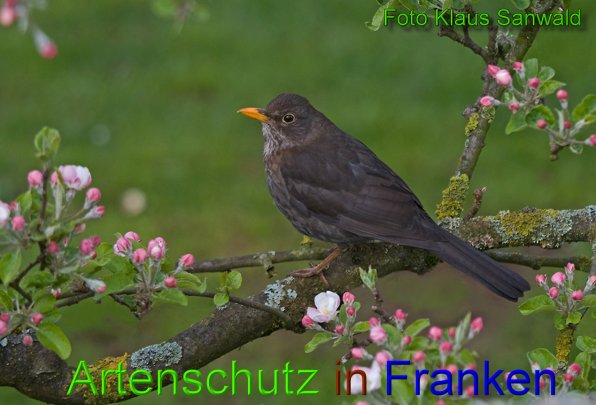 Copyright AiS-Klaus Sanwald Bild zum Eintrag (45869-160)