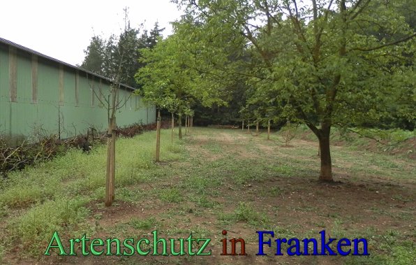 Copyright AiS- Albert Meier Bild zum Eintrag (47748-160)