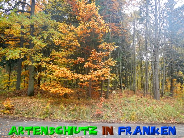 Copyright AiS Bild zum Eintrag (51273-160)