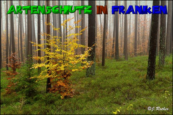 Copyright AiS-Johannes Rother Bild zum Eintrag (52741-160)