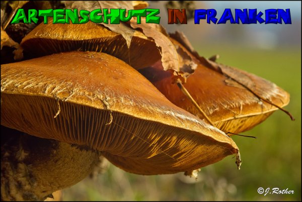 Copyright AiS-Johannes Rother Bild zum Eintrag (52743-160)