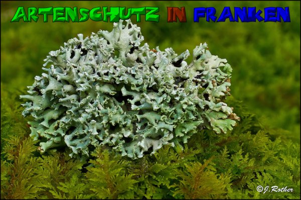 Copyright AiS-Johannes Rother Bild zum Eintrag (52744-160)