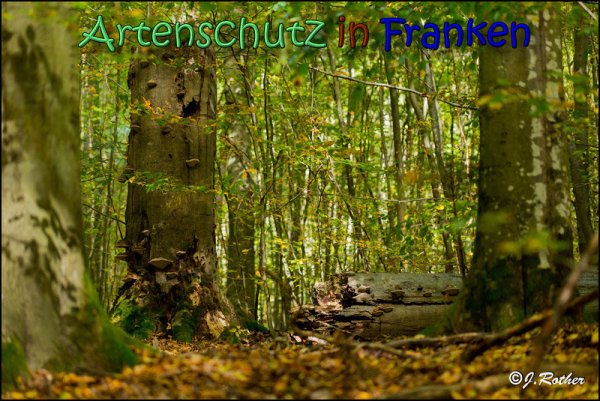 Copyright AiS Johannes Rother Bild zum Eintrag (61995-160)