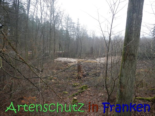 Copyright AiS Kƶhler Bild zum Eintrag (63221-160)