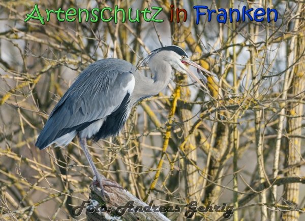 Copyright AiS Andreas Gehrig Bild zum Eintrag (63363-160)