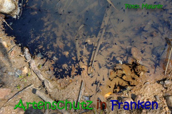 Copyright AiS Anny Maurer Bild zum Eintrag (65622-160)