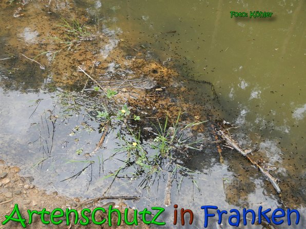 Copyright AiS Kƶhler Bild zum Eintrag (65929-160)