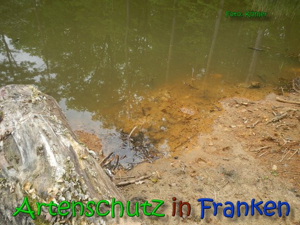 Copyright AiS Kƶhler Bild zum Eintrag (65930-160)
