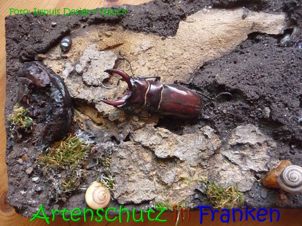 Copyright AiS Hauck Bild zum Eintrag (69107-160)