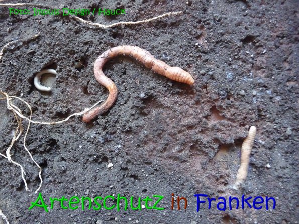Copyright AiS Hauck Bild zum Eintrag (69109-160)