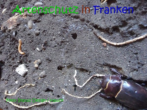 Copyright AiS Hauck Bild zum Eintrag (69110-160)