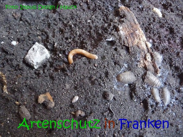 Copyright AiS Hauck Bild zum Eintrag (69111-160)