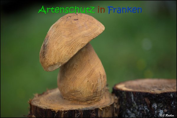 Copyright AiS Johannes Rother Bild zum Eintrag (69402-160)