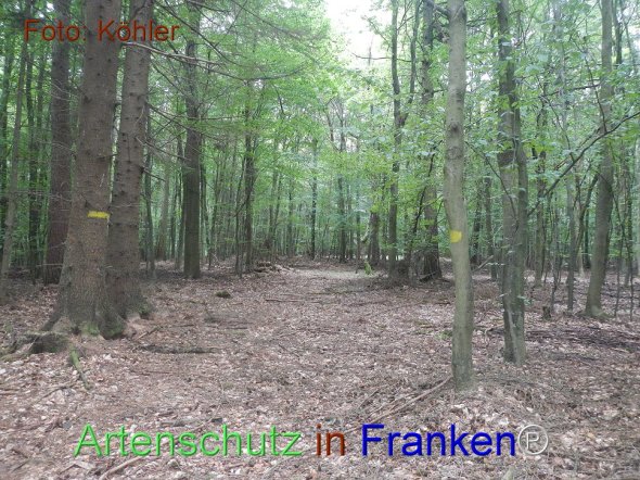 Bild zum Eintrag (77432-160)