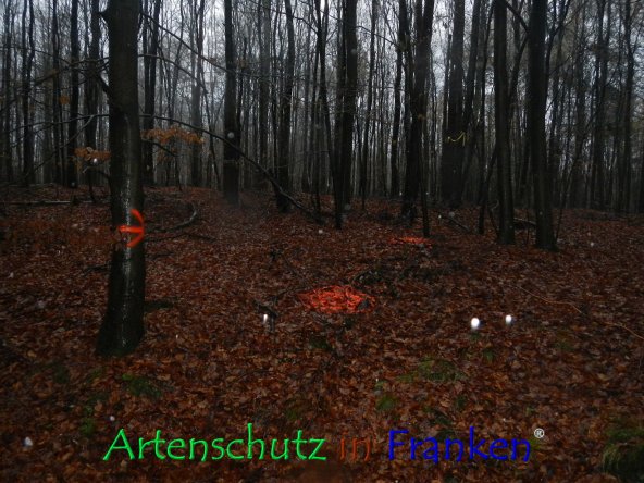 Bild zum Eintrag (79763-160)