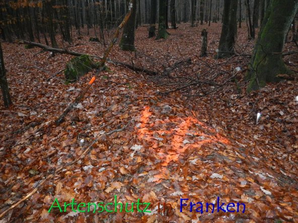 © Artenschutz in Franken® Bild zum Eintrag (79764-160)
