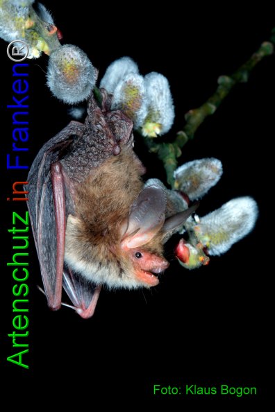 Copyright AiF Klaus Bogon Bild zum Eintrag (84146-160)