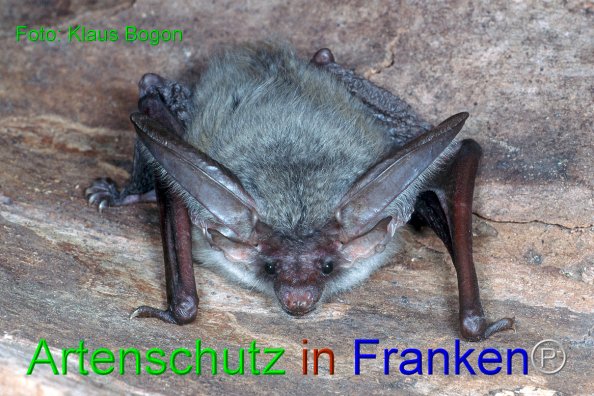 Copyright AiF Klaus Bogon Bild zum Eintrag (84147-160)