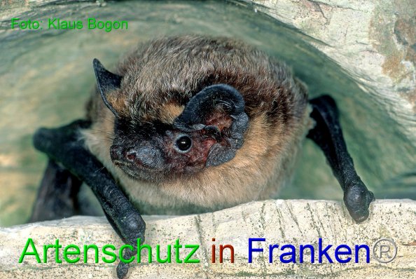 Copyright AiF Klaus Bogon Bild zum Eintrag (84148-160)