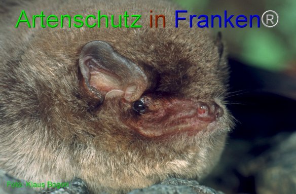 Copyright AiF Klaus Bogon Bild zum Eintrag (84196-160)