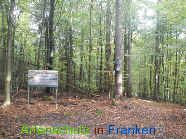 © Artenschutz in Franken® Bild zum Eintrag (96326-160)