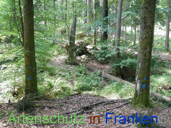 Bild zum Eintrag (100092-160)