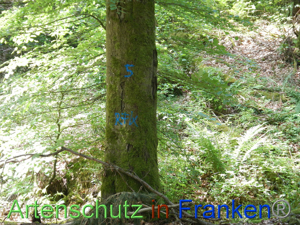 Bild zum Eintrag (100093-160)