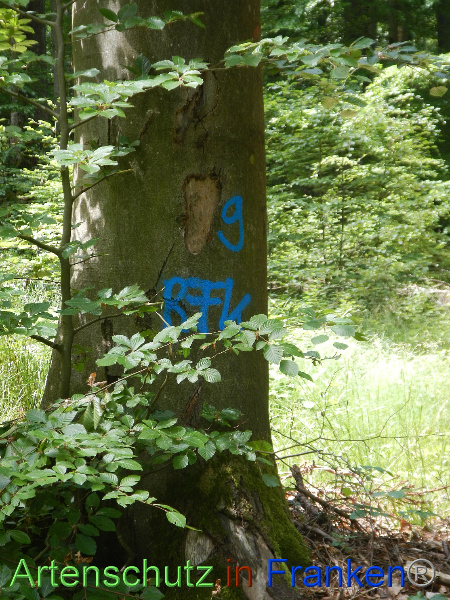 Bild zum Eintrag (100094-160)