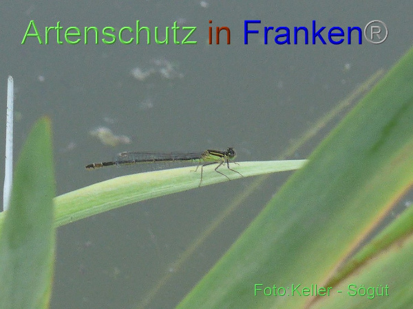 Copyright AiF Keller-Sögüt Bild zum Eintrag (100138-160)