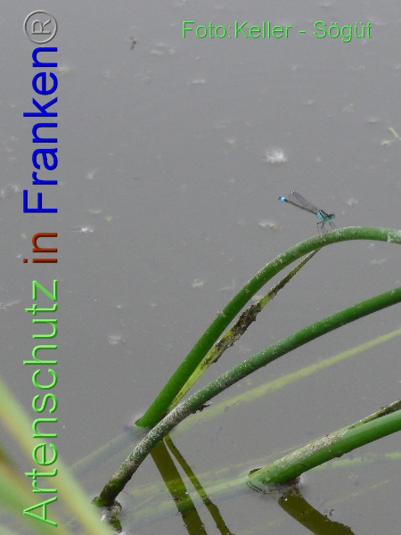 Copyright AiF Keller-Sögüt Bild zum Eintrag (100139-160)