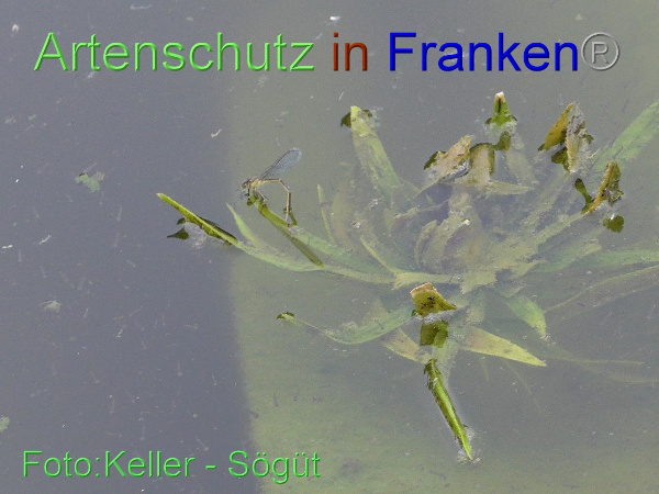 Copyright AiF Keller-Sögüt Bild zum Eintrag (100145-160)