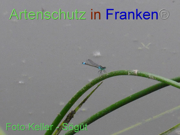 Copyright AiF Keller-Sögüt Bild zum Eintrag (100148-160)
