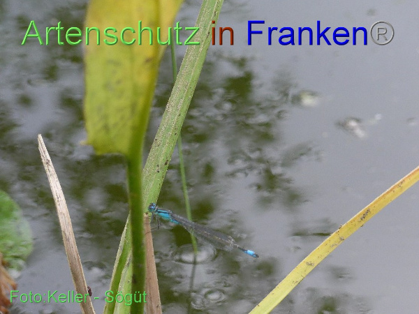 Copyright AiF Keller-Sögüt Bild zum Eintrag (100149-160)