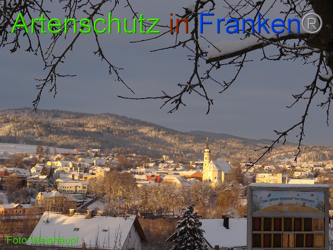 © Artenschutz in Franken® Bild zum Eintrag (1002693-160)