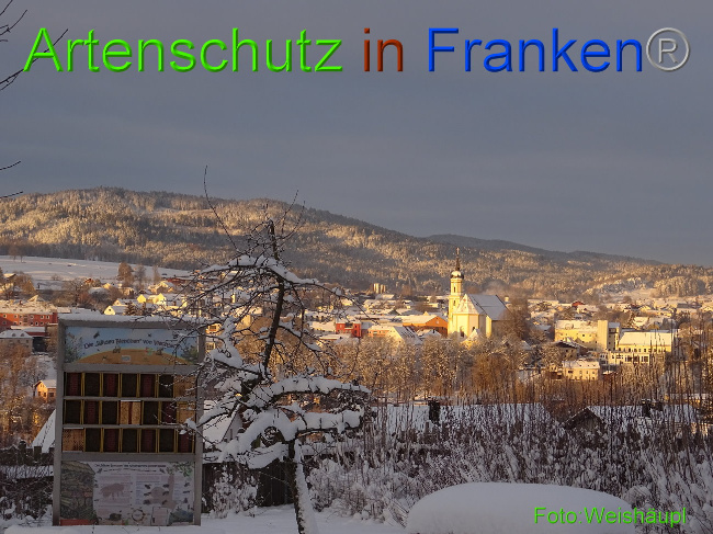 © Artenschutz in Franken® Bild zum Eintrag (1002695-160)