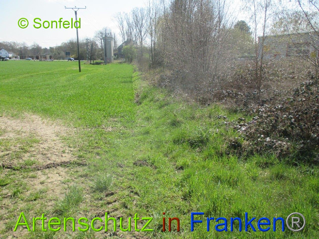 © Artenschutz in Franken® Sonfeld Bild zum Eintrag (1003243-160)