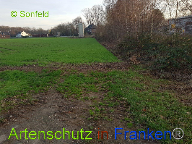 © Artenschutz in Franken® Sonfeld Bild zum Eintrag (1003268-160)