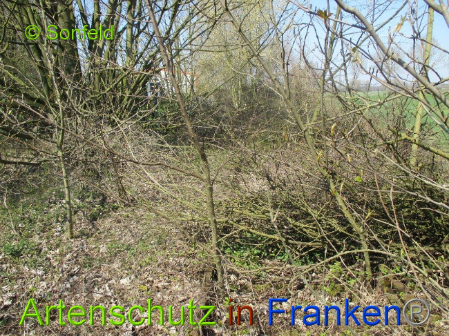 © Artenschutz in Franken® Sonfeld Bild zum Eintrag (1003270-160)