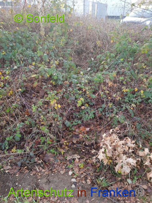 © Artenschutz in Franken® Sonfeld Bild zum Eintrag (1003271-160)