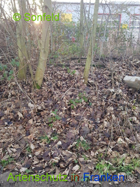 © Artenschutz in Franken® Sonfeld Bild zum Eintrag (1003273-160)