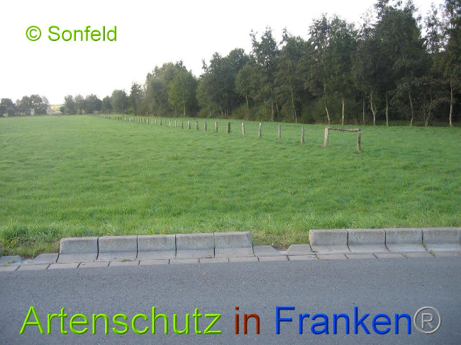 © Artenschutz in Franken® Sonfeld Bild zum Eintrag (1003275-160)