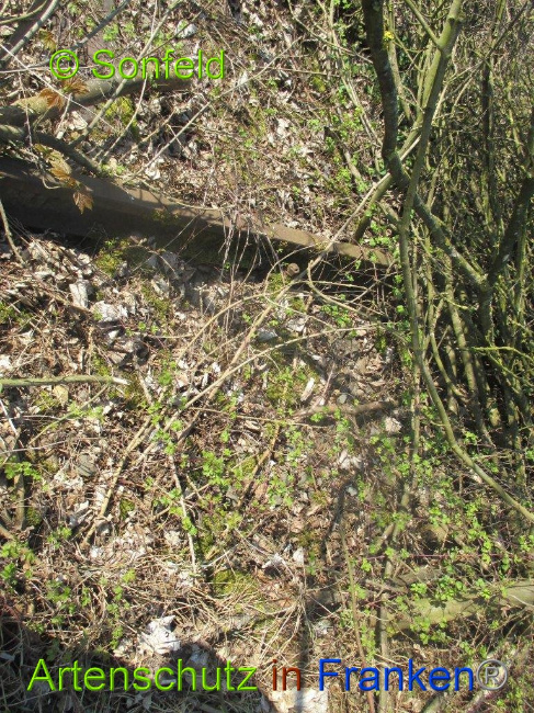 © Artenschutz in Franken® Sonfeld Bild zum Eintrag (1003276-160)