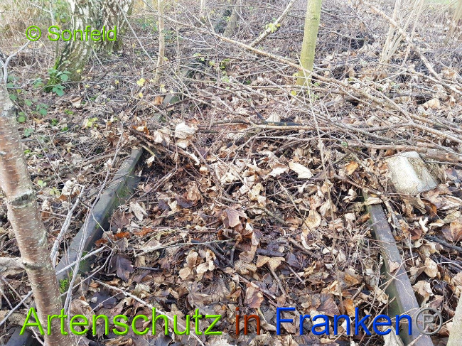 © Artenschutz in Franken® Sonfeld Bild zum Eintrag (1003282-160)