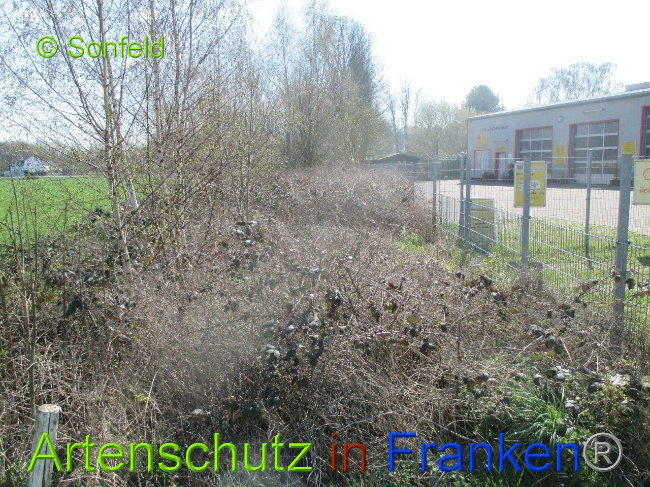 © Artenschutz in Franken® Sonfeld Bild zum Eintrag (1003283-160)
