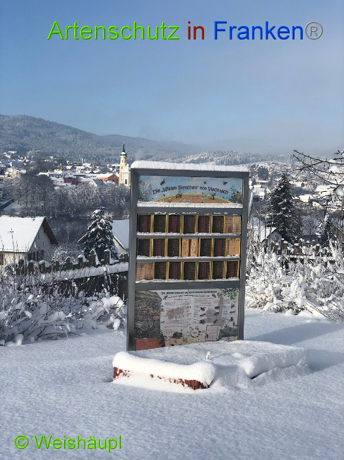 © Artenschutz in Franken® - Weishäupl Bild zum Eintrag (1003300-160)