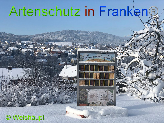 © Artenschutz in Franken® - Weishäupl Bild zum Eintrag (1003301-160)
