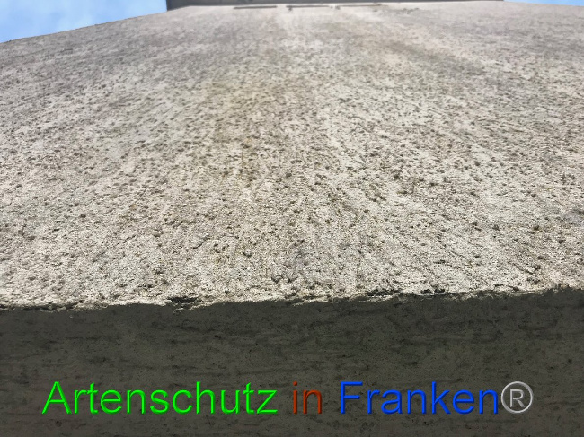 © Artenschutz in Franken® Bild zum Eintrag (1004415-160)