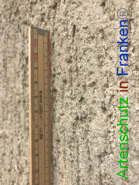 © Artenschutz in Franken® Bild zum Eintrag (1004417-160)